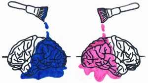"male" and "female" brains